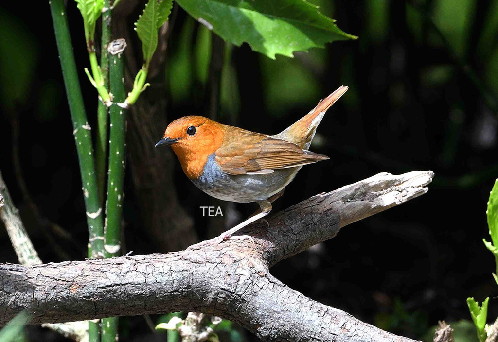 4月の野鳥 6日撮影: テアの野鳥日記